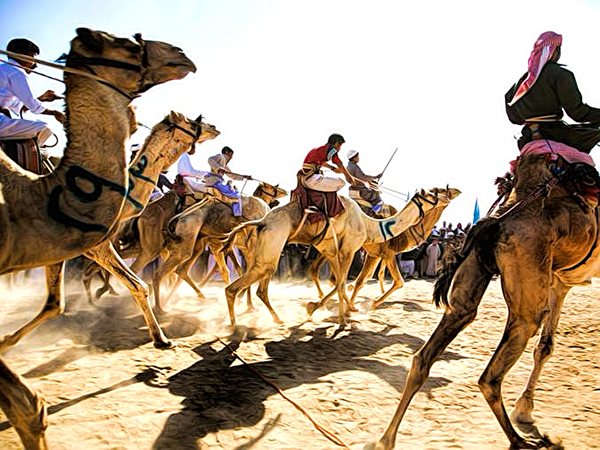 Sightseeing Day tour to Camel Market of Birqash from Cairo